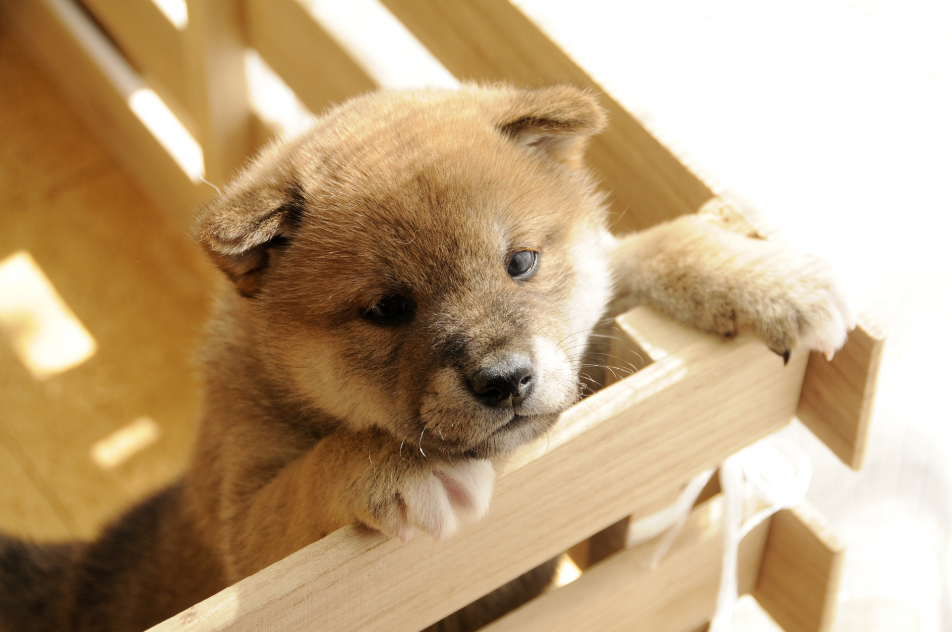 わんわん五七五 犬の俳句 川柳投稿サイト