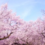大賞・鈴の音や花に隠れし遍路かな/3句だけ俳句コンテンスト