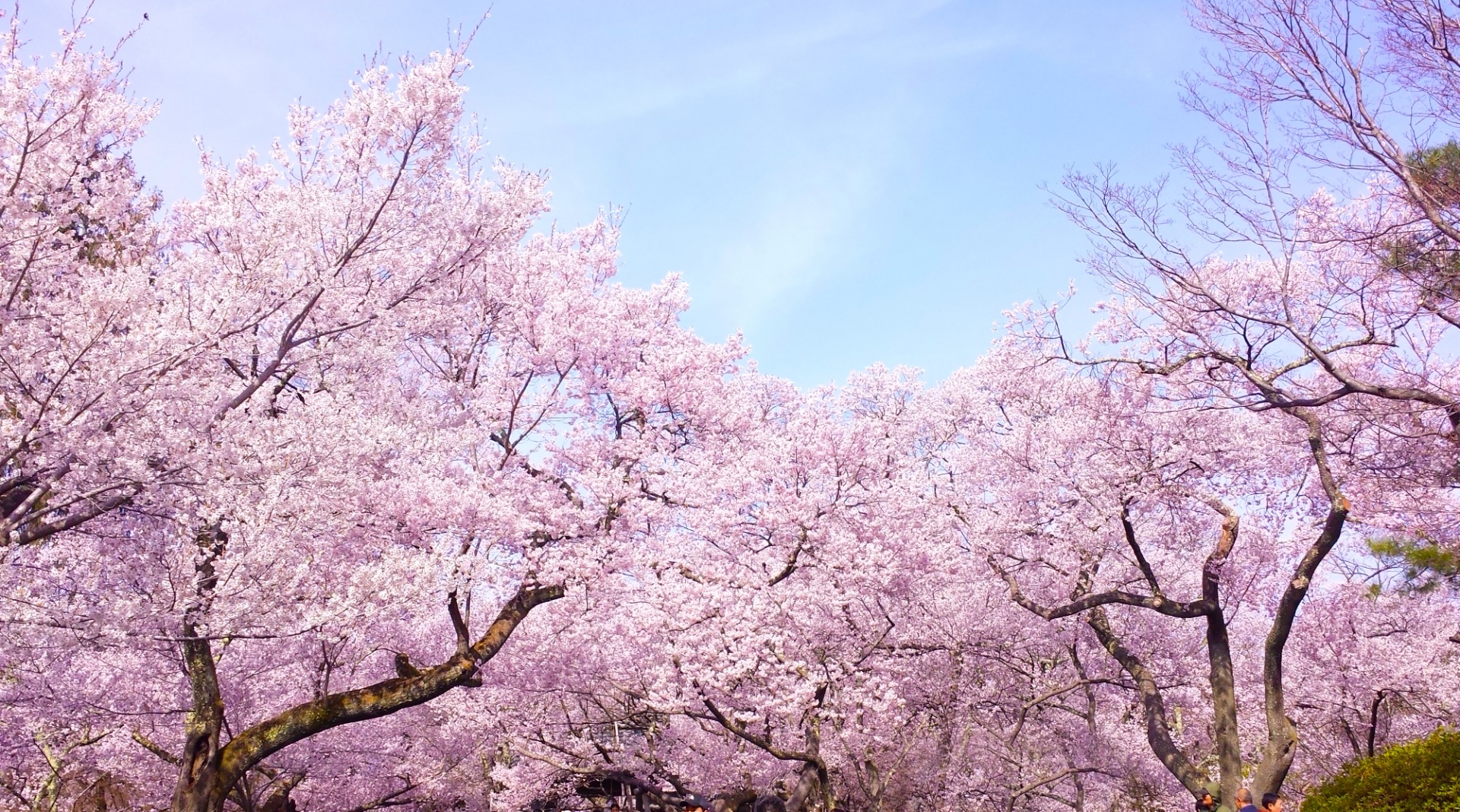 花の俳句投稿サイト 千本桜 を公開しました 日本俳句研究会